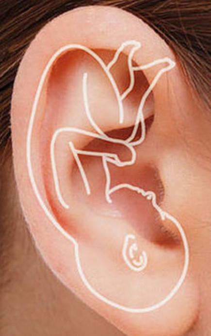 Ear Acupuncture Victoria Fetal analogy
